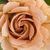 Narancssárga - barna - Virágágyi floribunda rózsa - Caffe Latte